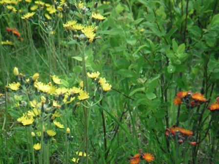 wildflowers on Putney Mtn